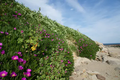 Strand von Jonville im Frühling
