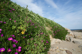 Strand von Jonville im Frühling